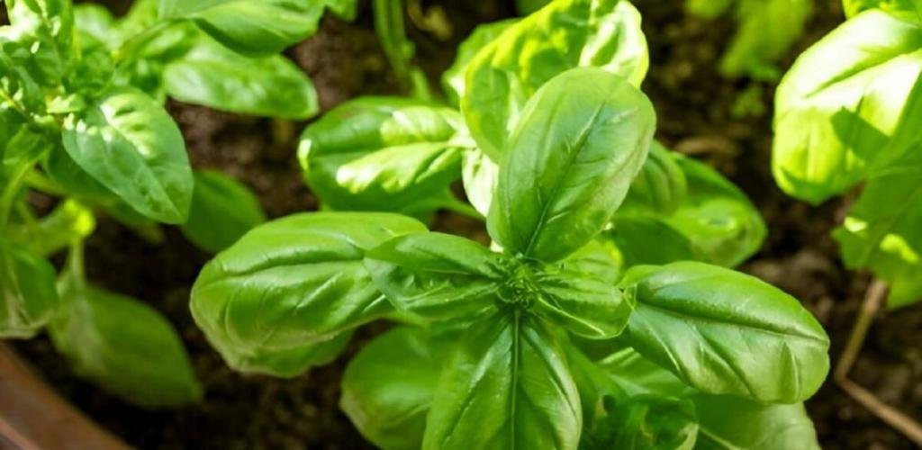 الامارات الان | ماذا تزرع في شهري إبريل ومايو بحديقتك المنزلية؟ | عيون الجزيرة الامارات