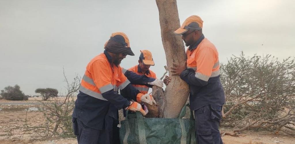 أخبار قطر | البيئة تدعو إلى الإبلاغ عن أي أشجار متضررة جراء الأمطار لإعادة تأهيلها | عيون الجزيرة قطر