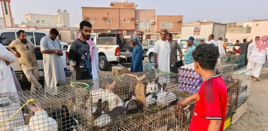 أخبار السعودية | مطالبات بإنشاء سوق للطيور وبلدية الدرب: خارج اختصاصنا | عيون الجزيرة السعودية الان