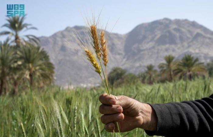 أخبار السعودية | مزارعو نجران يتهيؤون لحصاد القمح | عيون الجزيرة السعودية الان
