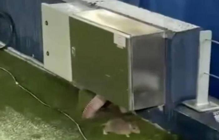 الرياضة الان | التلفزيون المكسيكي يرصد فئران «الكامب نو» | عيون الجزيرة الرياضي