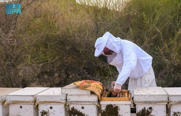 أخبار السعودية | 1800 طرد من المعدات الحديثة للنحالين | عيون الجزيرة السعودية الان