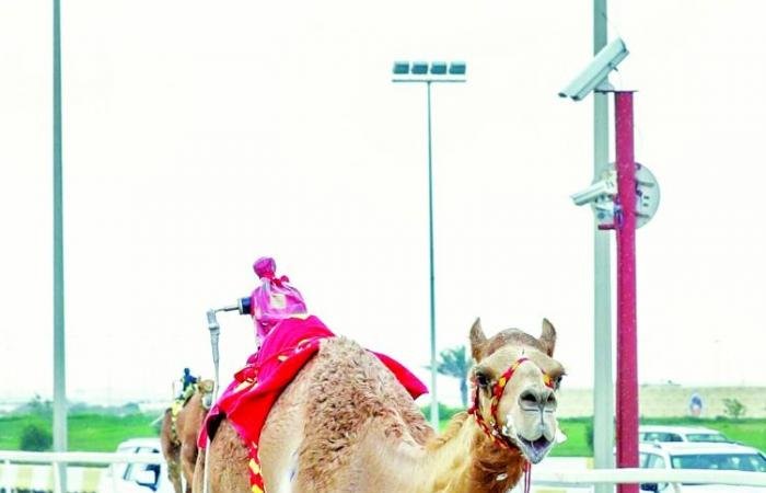 الرياضة في قطر | انطلاق مهرجان سمو الأمير الوالد للهجن العربية الأصيلة | عيون الجزيرة الاخبارية