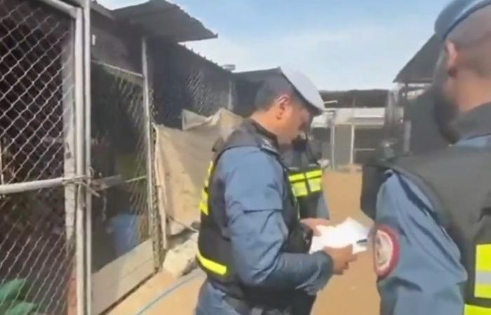 أخبار قطر | العثور على طيور الصلال داخل إحدى العزب بعد اصطيادها بطريقة مخالفة بقصد الإتجار | عيون الجزيرة قطر