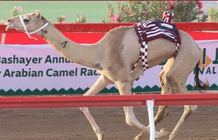 أخبار قطر | هجن أم الزبار تحصد رمزي الثنايا بمهرجان البشائر السنوي بعمان | عيون الجزيرة قطر