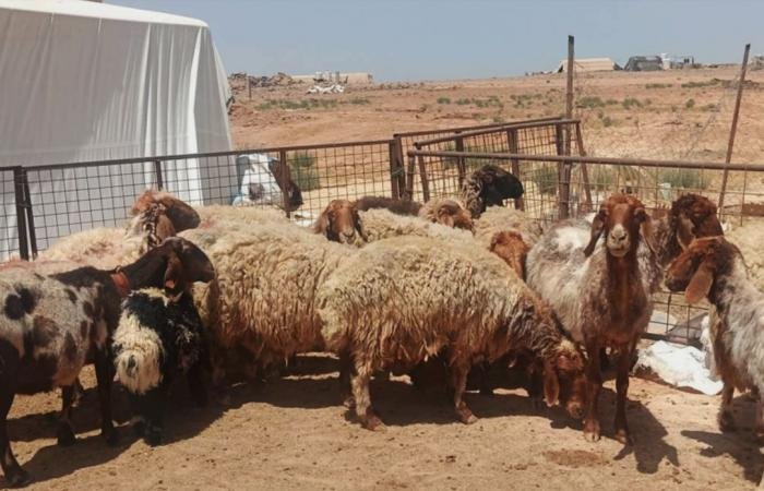 أخبار قطر | أماكن البيع والأسعار.. بدء مبادرة دعم اللحوم الحمراء لشهر رمضان المبارك | عيون الجزيرة قطر