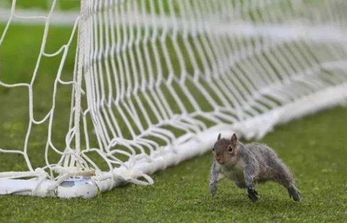 الرياضة الان | سنجاب يوقف مباراة كرة قدم مرتين في إنجلترا (فيديو) | عيون الجزيرة الرياضي