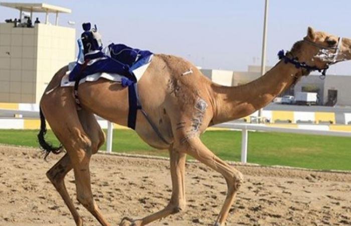 الرياضة في قطر | انطلاقة قوية لأشواط الثنايا في ثامن أيام مهرجان الأمير الوالد للهجن | عيون الجزيرة الاخبارية