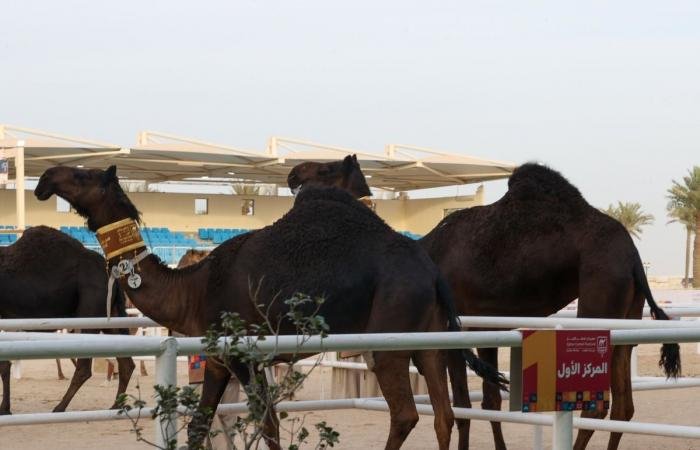 الرياضة في قطر | مهرجان قطر للإبل.. إعلان الفائزين في شوط البندق للمجاهيم | عيون الجزيرة الاخبارية