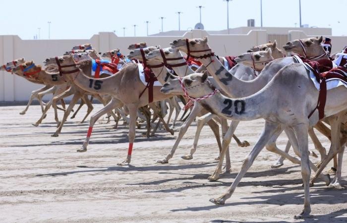 الرياضة في قطر | غدا .. اختتام مهرجان الأمير الوالد للهجن العربية الأصيلة | عيون الجزيرة الاخبارية