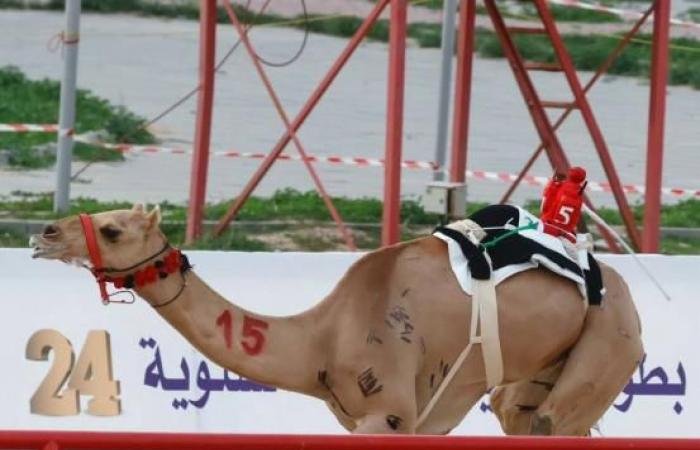 الرياضة الان | «هجن الرئاسة» تحصد سيف وخنجر بطولة الكويت للهجن | عيون الجزيرة الرياضي