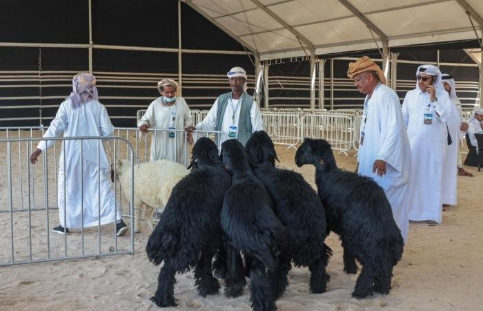 أخبار قطر | مزاين العرب والعوارض تفتتح منافسات مهرجان حلال قطر 2026 | عيون الجزيرة قطر