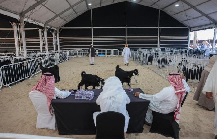 أخبار قطر | مهرجان حلال قطر يواصل فعالياته في كتارا وسط منافسات قوية وإقبال كبير | عيون الجزيرة قطر