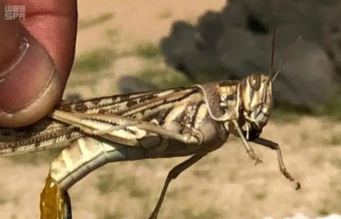 أخبار السعودية | مسيرات لمكافحة الجراد | عيون الجزيرة السعودية الان