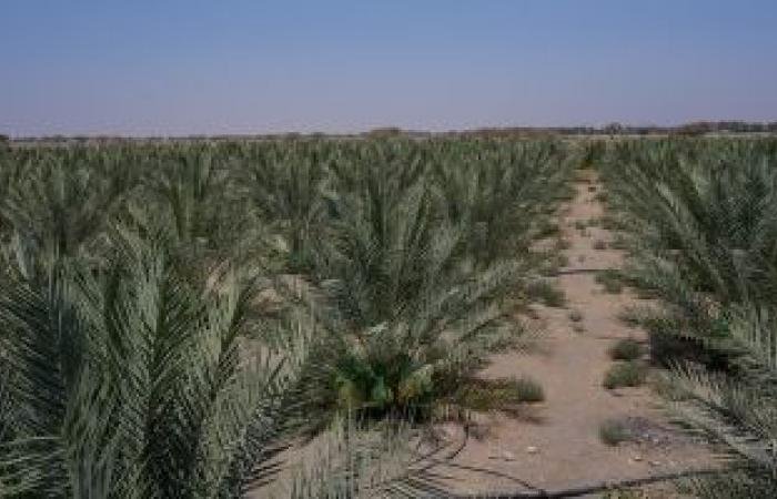 أخبار سلطنة عمان | طرح 20 فرصة استثمارية لمشاريع زراعية وحيوانية بمحافظة البريمي | عيون الجزيرة الاخبارية عمان