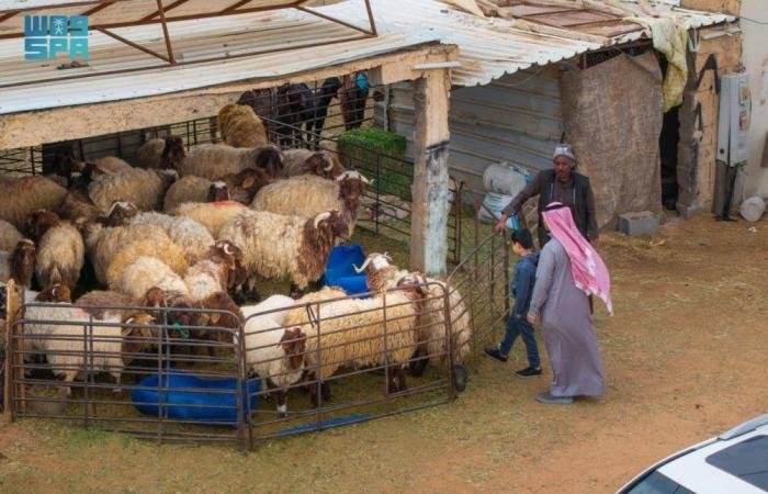 أخبار السعودية | إقبال متزايد وحركة نشطة في الأسواق | عيون الجزيرة السعودية الان