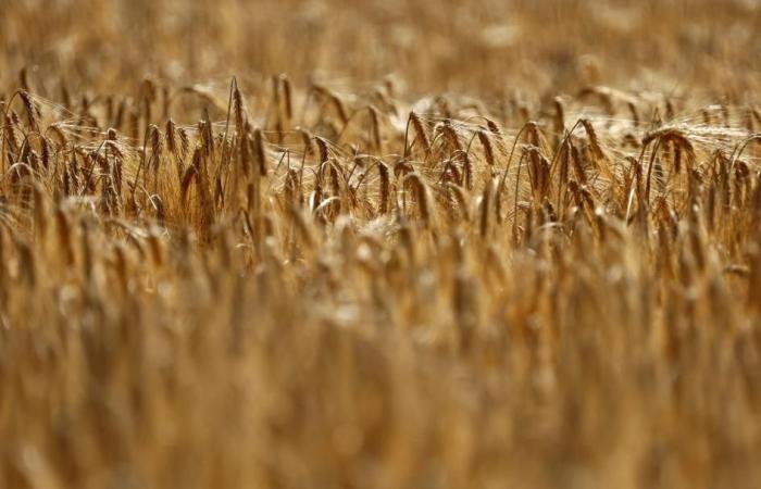 الأردن يشترى 50 ألف طن من علف الشعير في مناقصة