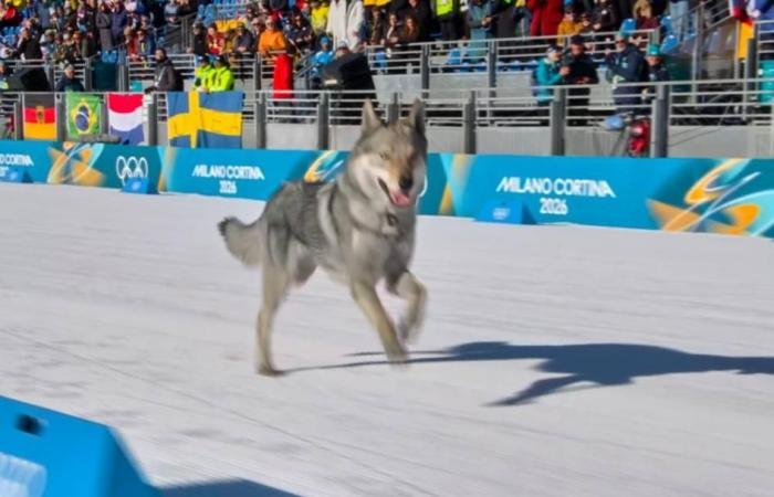 الرياضة الان | كلب يقتحم سباق تزلج في الأولمبياد | عيون الجزيرة الرياضي