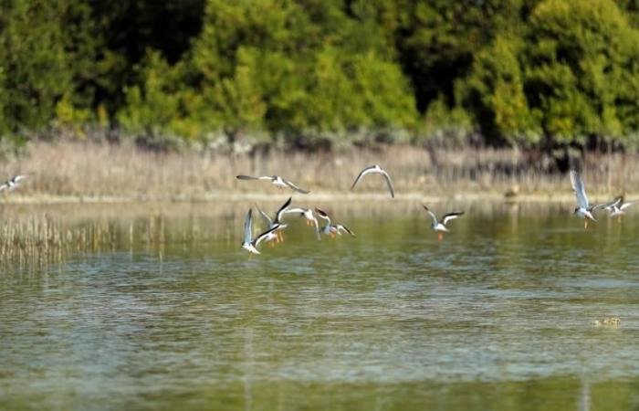 الامارات الان | «بيئة أبوظبي» تطلق دليلاً لرصد النظم البيئية لأشجار القرم في الخليج | عيون الجزيرة الامارات