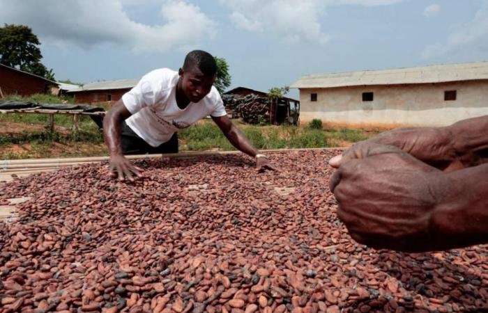 استئناف مبيعات الكاكاو في ساحل العاج بعد إلغاء العلاوة