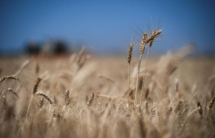 الجزائر تشتري 600 ألف طن من القمح اللين في مناقصة