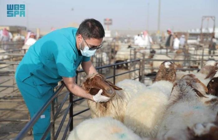 أخبار السعودية | تحصين 70 مليون حيازة ورصد 27 ألف كم² لمكافحة الآفات | عيون الجزيرة السعودية الان