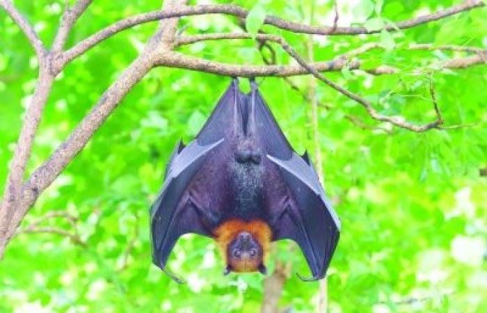 أخبار سلطنة عمان | بعد كوفيد-19 .. ما حقيقة خطر فيروس "نيباه" ؟ | عيون الجزيرة الاخبارية عمان