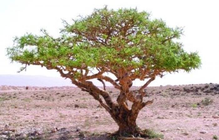 أخبار سلطنة عمان | سلطنة عُمان تحتفل باليوم العالمي للحياة البرية وتؤكد الالتزام بصون التنوع الإحيائي | عيون الجزيرة الاخبارية عمان