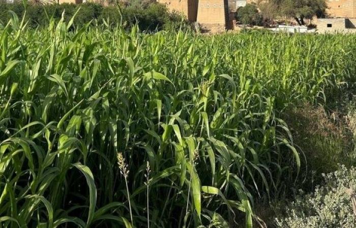 أخبار السعودية | شكاوى المستفيدين تكشف أبرز تحديات نما | عيون الجزيرة السعودية الان