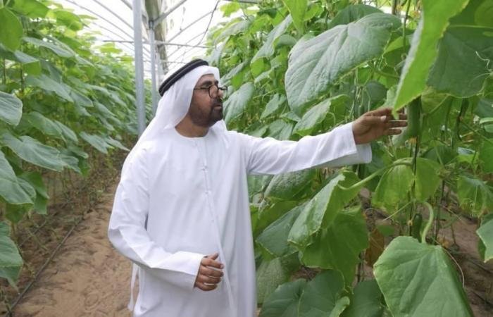 الامارات الان | «سلال» توسع نطاق عملياتها في رأس الخيمة | عيون الجزيرة الامارات