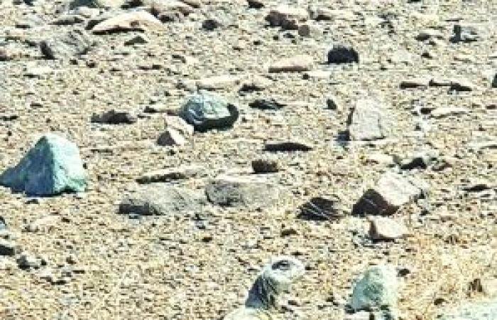 أخبار سلطنة عمان | رصد ضب بري في قرية شيدة بولاية صحم | عيون الجزيرة الاخبارية عمان