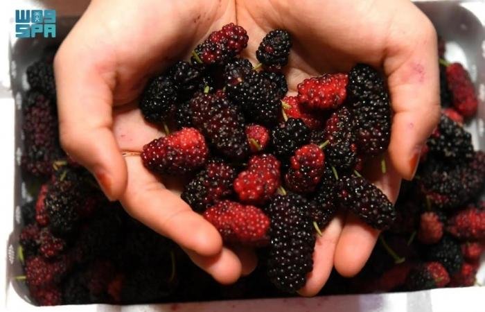 أخبار السعودية | 10 أهداف وآليات سعودية لتعزيز الغذاء وجودة الحياة | عيون الجزيرة السعودية الان