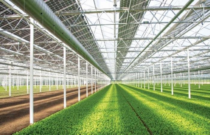 تداول واقتصاد | 120 ألف طن إنتاج قطر من الخضراوات خلال 2026 | عيون الجزيرة مال واقتصاد