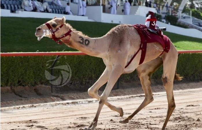 الرياضة في قطر | تألق الهجن القطرية في ثاني أيام مهرجان ختامي المرموم 2026 | عيون الجزيرة الاخبارية