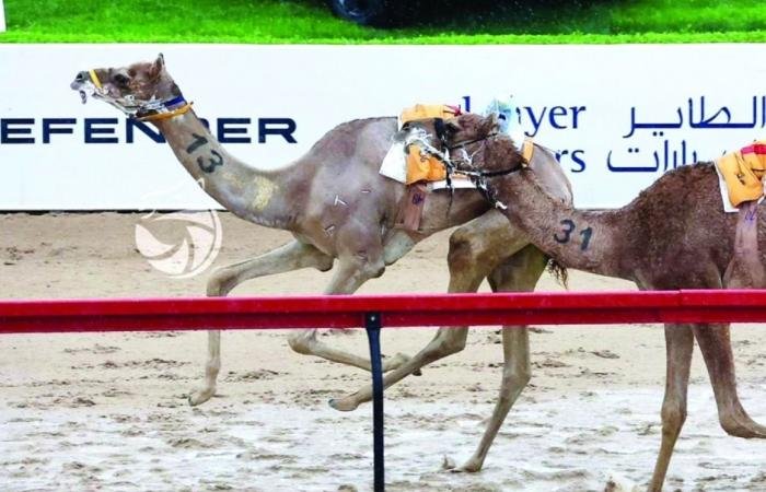 الرياضة في قطر | بأول أيام رموز مهرجان ختامي المرموم 2026.. "خيرة" تهدي الهجن القطرية كأس الحقايق بكار إنتاج | عيون الجزيرة الاخبارية