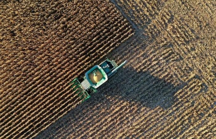 غولدمان ساكس يتوقع قفزة في أسعار الحبوب.. بسبب نقص الأسمدة