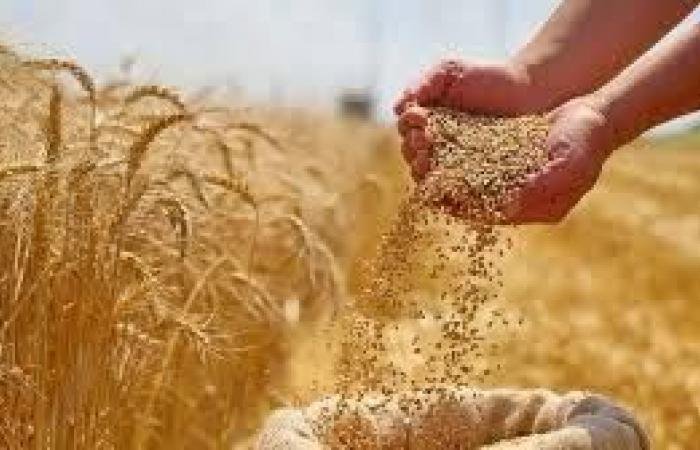 أوكرانيا: أسعار القمح الآجلة بين 215 - 220 دولاراً