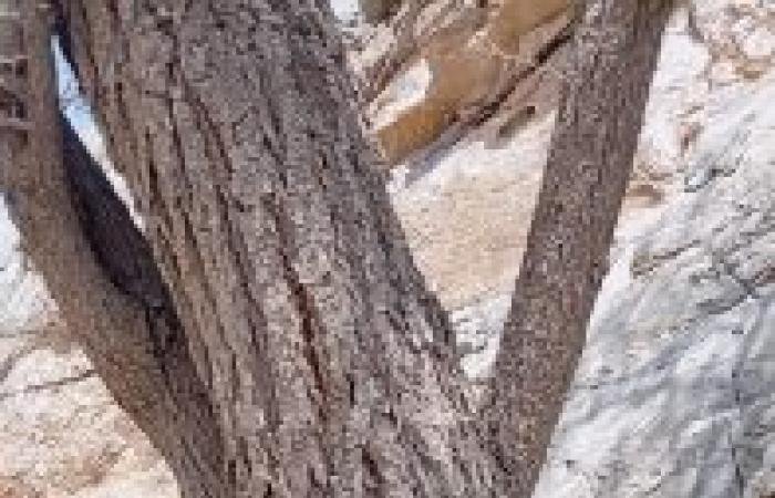 أخبار سلطنة عمان | "هوية الخشل" بالجبل الأبيض وجهة سياحية لمحبي المغامرات | عيون الجزيرة الاخبارية عمان