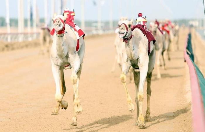 الرياضة الان | انطلاقة قوية لهجن الشيوخ في ختامي المرموم | عيون الجزيرة الرياضي