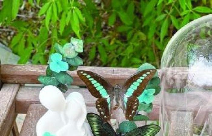 أخبار سلطنة عمان | سجى الوردي تخلد جمال الفراشات وتحولها إلى قطع فنية باقية | عيون الجزيرة الاخبارية عمان