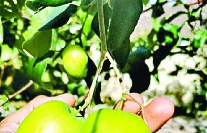 الامارات الان | مرتبط في الذاكرة بميلاد الوطن.. السدر ظل ممتد في الهوية الإماراتية | عيون الجزيرة الامارات