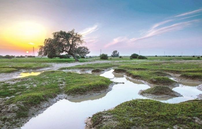 أخبار قطر | البيئة: الأمطار ركيزة أساسية لاستدامة الروض | عيون الجزيرة قطر