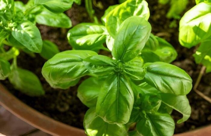 الامارات الان | ماذا تزرع في شهري إبريل ومايو بحديقتك المنزلية؟ | عيون الجزيرة الامارات