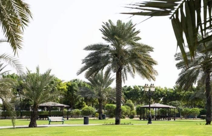 الامارات الان | بلدية عجمان تنفذ مشاريع زراعية وتزيد الرقعة الخضراء | عيون الجزيرة الامارات