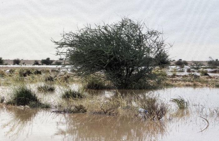 أخبار قطر | وزارة البيئة والتغير المناخي: الأمطار الأخيرة ساهمت في تجدد الغطاء النباتي في الروض | عيون الجزيرة قطر