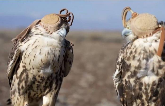 أخبار السعودية | نادي الصقور السعودي يطلق عددا من الصقور في كازاخستان | عيون الجزيرة السعودية الان