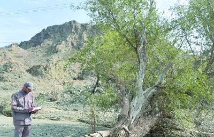 أخبار سلطنة عمان | تواصل تقييم آثار منخفض "المسرات" على الممتلكات والغطاء النباتي | عيون الجزيرة الاخبارية عمان