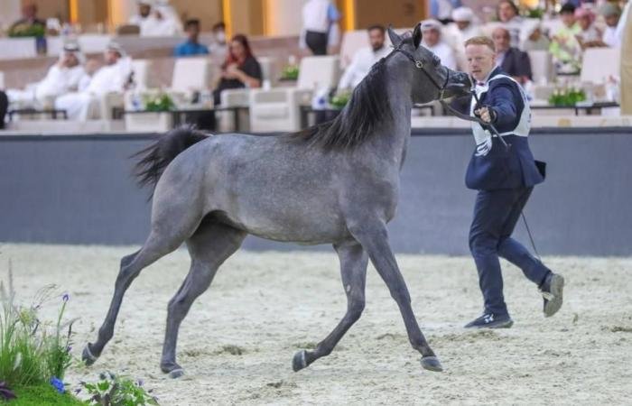 الرياضة الان | برنامج حافل لبطولة دبي الدولية للجواد العربي | عيون الجزيرة الرياضي