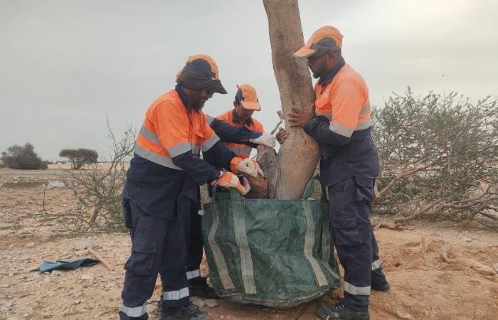 أخبار قطر | البيئة تدعو إلى الإبلاغ عن أي أشجار متضررة جراء الأمطار لإعادة تأهيلها | عيون الجزيرة قطر