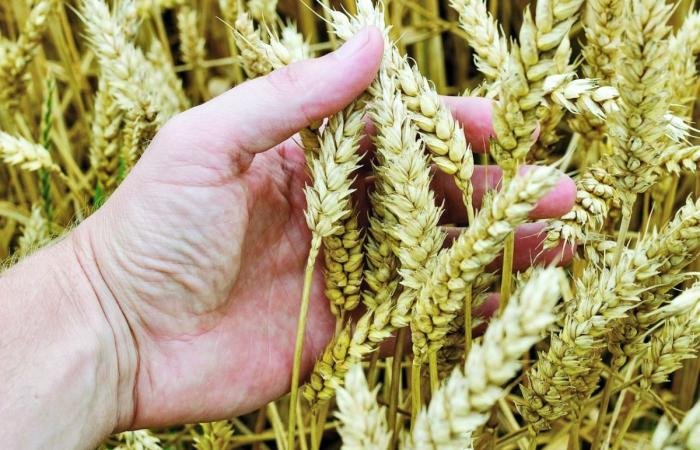 أخبار قطر | أسعار الغذاء العالمية ترتفع إلى أعلى مستوى لها منذ ديسمبر 2025 | عيون الجزيرة قطر